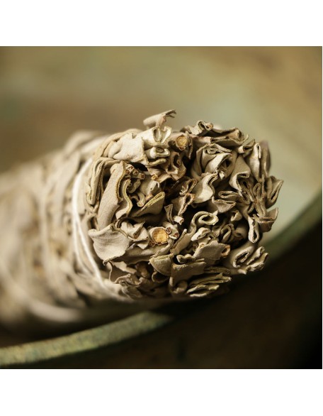 White Sage Smudge Sticks - For Cleansing Negativity